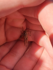 Chorthippus brunneus