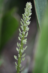 Sansevieria trifasciata