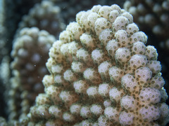 Pocillopora grandis