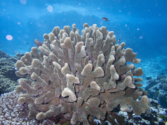 Pocillopora grandis