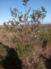 Anisodontea scabrosa