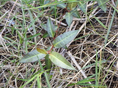 Persicaria dichotoma