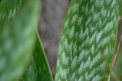 Sansevieria trifasciata