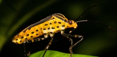 Hypselonotus linea
