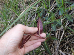 Persicaria dichotoma