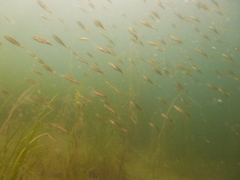 Merlangius merlangus