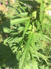Cannabis sativa spontanea