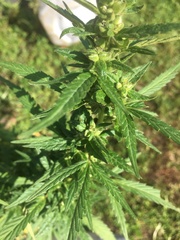 Cannabis sativa spontanea