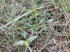 Persicaria dichotoma