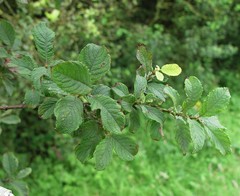 Salix × multinervis