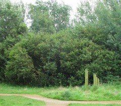 Salix × multinervis