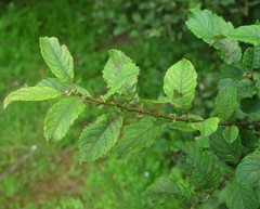 Salix × multinervis