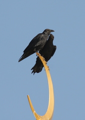 Corvus rhipidurus