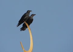 Corvus rhipidurus