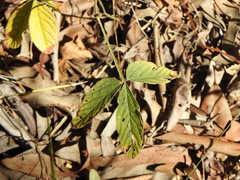 Flemingia parviflora