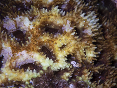 Acanthastrea