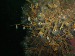 Protanthea simplex