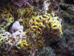 Acanthastrea