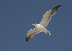 Larus fuscus barabensis