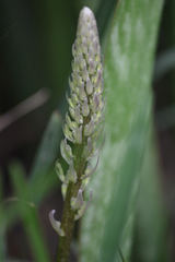 Sansevieria trifasciata
