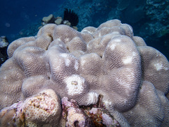 Leptoria phrygia