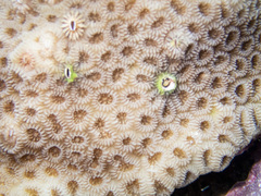 Goniastrea stelligera