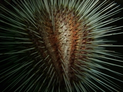 Gracilechinus acutus