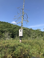 Lophodytes cucullatus