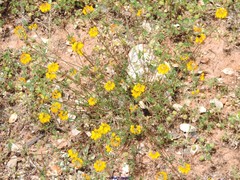Hippocrepis scabra