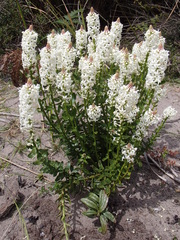 Stackhousia spathulata