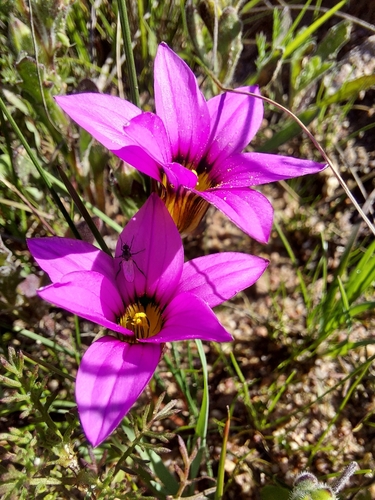 Image of Romulea cruciata by (c) Jacques van der Merwe, some rights reserved (CC BY-SA)