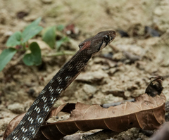 Rhabdophis
