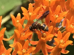 Epeolus bifasciatus