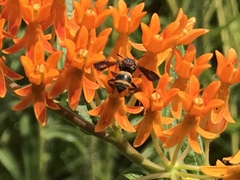 Epeolus bifasciatus