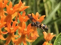 Epeolus bifasciatus