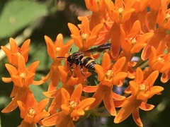 Epeolus bifasciatus