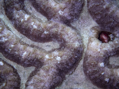 Lobophyllia agaricia