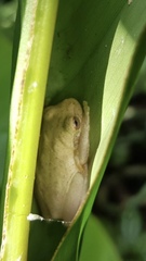 Dendropsophus bogerti