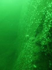 Gracilechinus acutus