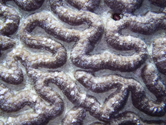 Lobophyllia agaricia