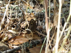 Cercyonis pegala boopis