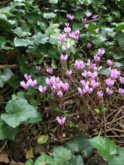 Cyclamen hederifolium