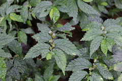 Elatostema parvum