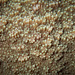 Montipora grisea - Photo (c) Damien Brouste, some rights reserved (CC BY-NC), uploaded by Damien Brouste