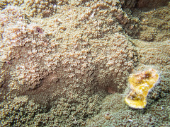 Montipora grisea