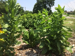 Solidago rigida glabrata