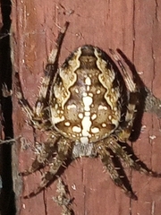 Araneus diadematus