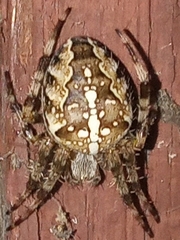 Araneus diadematus