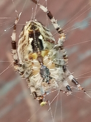 Araneus diadematus