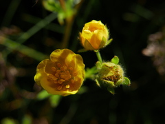 Potentilla pyrenaica